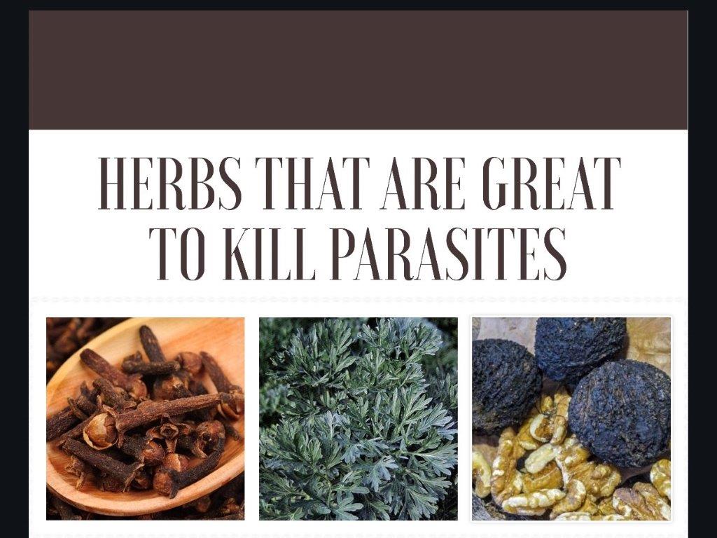 Herbs That Kill Parasites...Naturally - Health Real Solutions