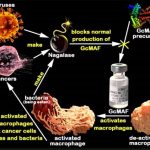 GcMAF Therapy: A Potential Anti-Cancer Protocol?