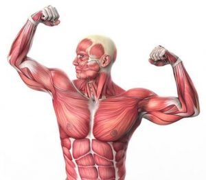 Losing Muscle Mass