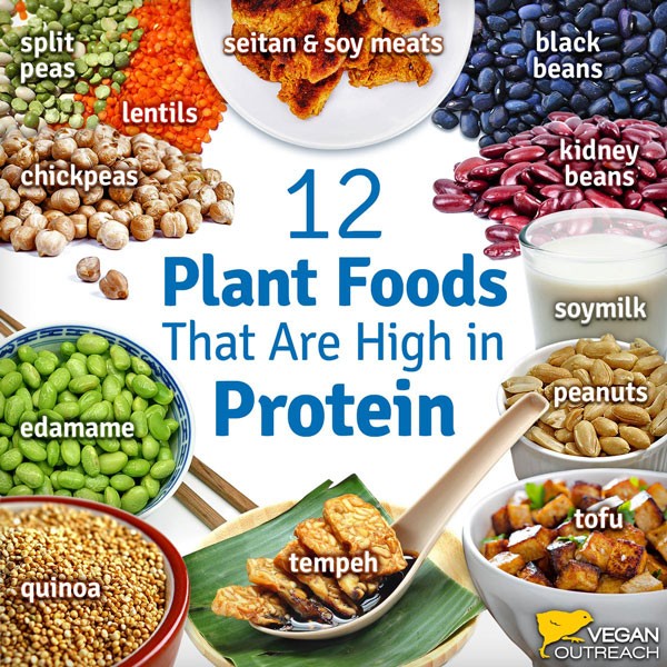 Plant Based Diet Benefits